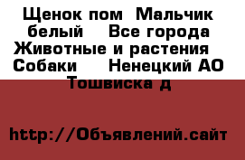 Щенок пом. Мальчик белый  - Все города Животные и растения » Собаки   . Ненецкий АО,Тошвиска д.